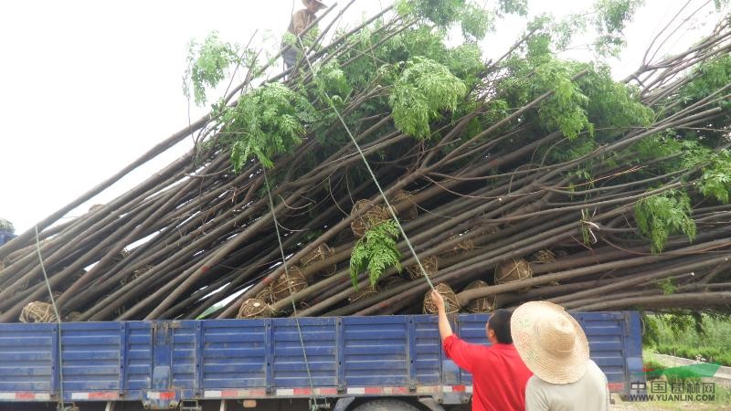 鄉(xiāng)土樹種苦楝、桑樹、楓楊、還有構樹等樹種