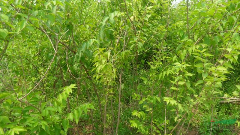 10萬(wàn)株5-10分枝高度2米金銀木、江蘇沭陽(yáng)地區(qū)
