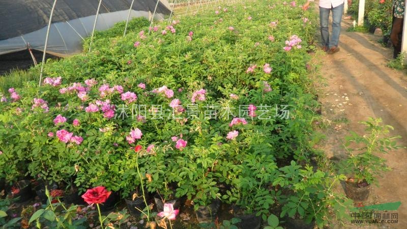 現(xiàn)貨供應玫瑰 、玫瑰最新價格、沭陽玫瑰質(zhì)量好