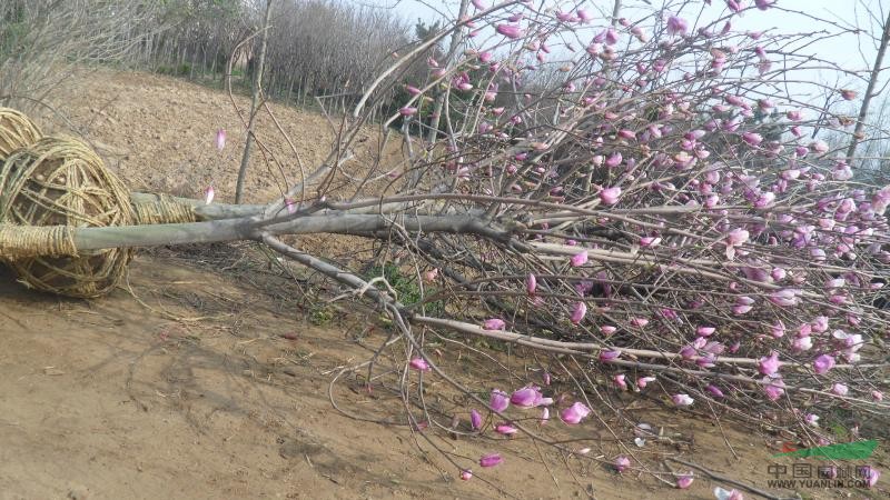 基地常年批發(fā)出售紅、黃、白玉蘭、紅葉李、大葉女貞等優(yōu)質(zhì)樹(shù)苗