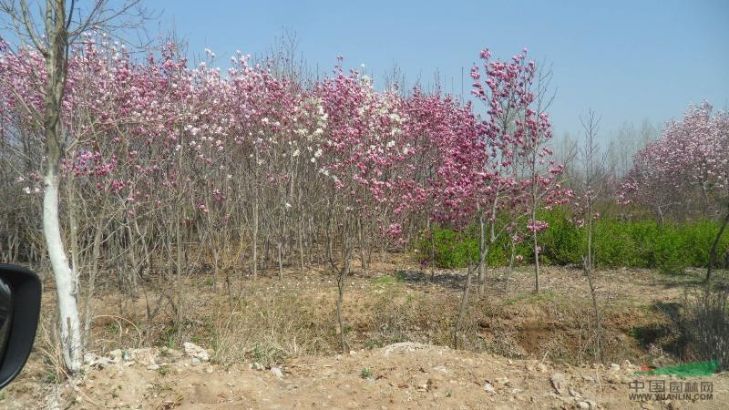 基地常年批發(fā)出售紅、黃、白玉蘭、紅葉李、大葉女貞等優(yōu)質(zhì)樹(shù)苗