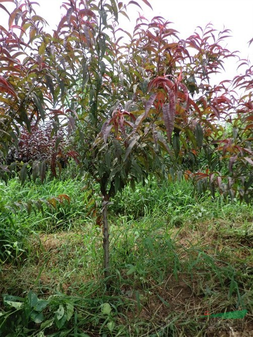 青葉紅花碧桃