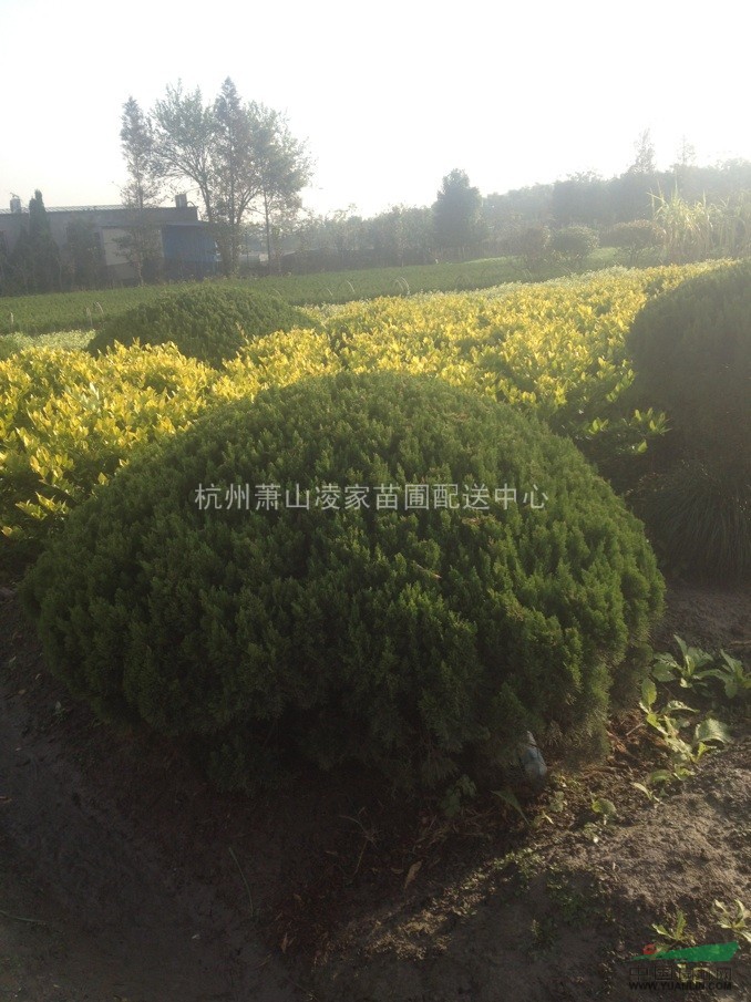 龍柏球