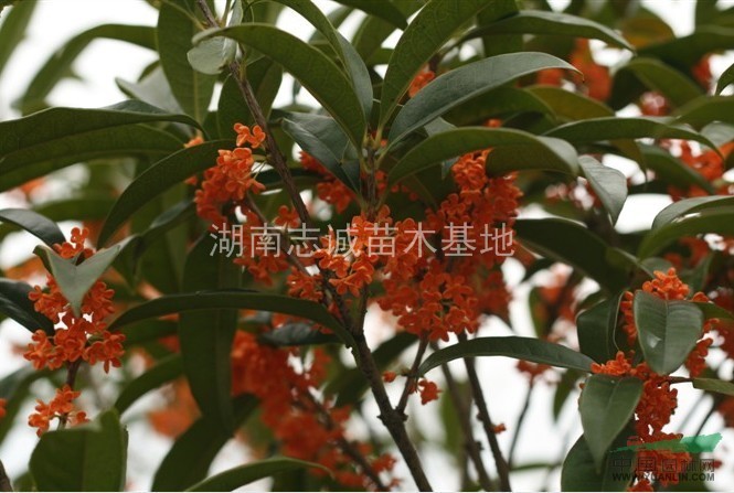 桂花，湖南桂花，桂花價格，桂花球，銀桂，金桂，八月桂