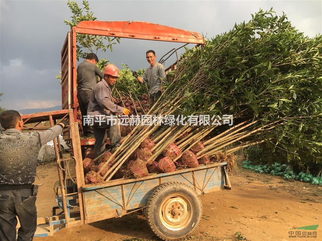 “中國丹桂之鄉(xiāng)”福建-浦城長期大量供1-30cm丹桂大小樹苗