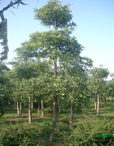 福建盆架子 福建盆架子供應 出售福建漳州馬口地區(qū)盆架子