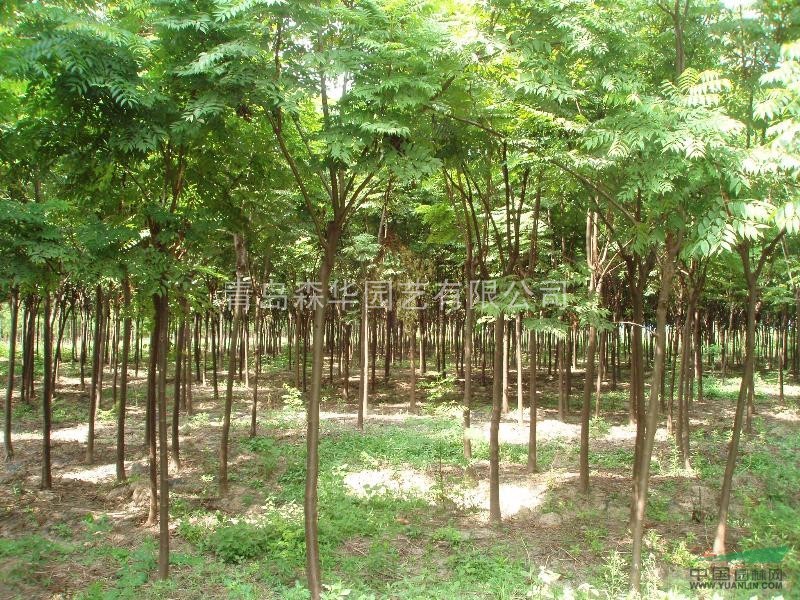 上海地区供应全冠黄山栾树。