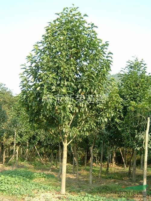 江蘇南京高干女貞 供應(yīng) 出售江蘇南京高干女貞價格便宜