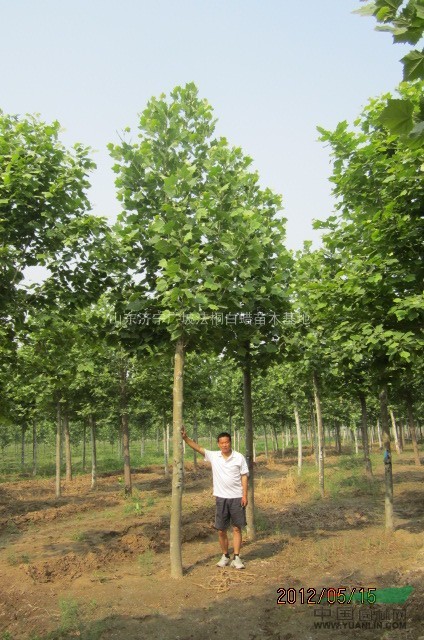 特供：8公分1年帽法桐10000棵