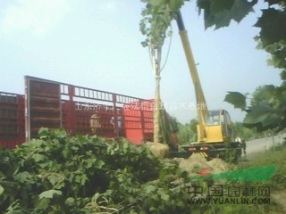 特供：8公分1年帽法桐10000棵