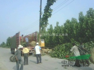 緊急出售：12公分二年帽造型法桐2萬棵左右
