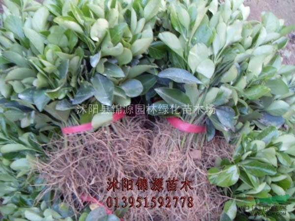 紅帽月季苗，小苗