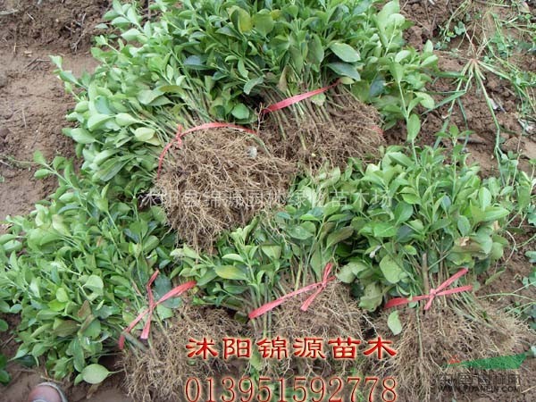 紅瑞木苗，紅葉小檗苗，扶芳藤苗