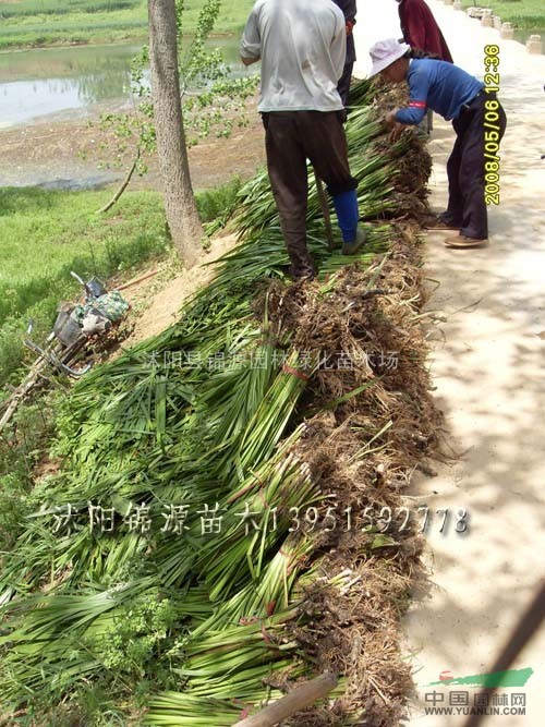 黃花鳶尾，鳳眼蓮