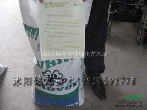 阿拉比咖啡種子，白三葉種子，北京欒種子