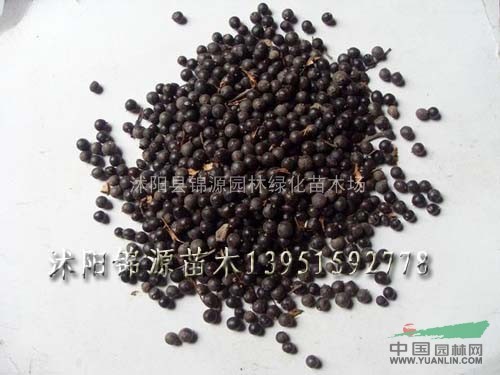 阿拉比咖啡種子，白三葉種子，北京欒種子