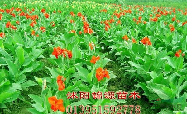美人焦
