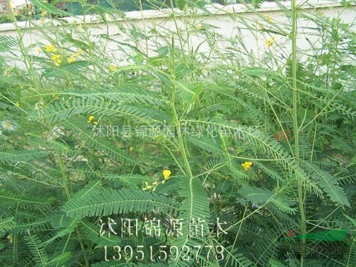 桃種，萬壽菊種子
