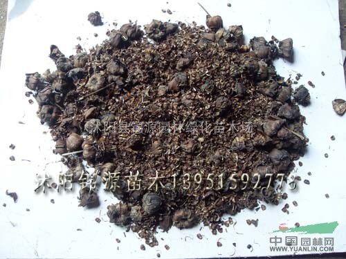 桃種，萬壽菊種子