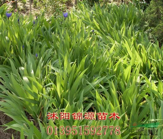 鳶尾