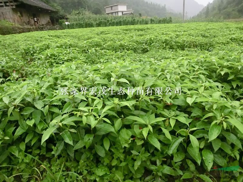 行道樹種-香樟小苗-湖南地區(qū)-香樟種子數(shù)量、價(jià)格