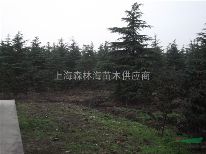 8米的雪松