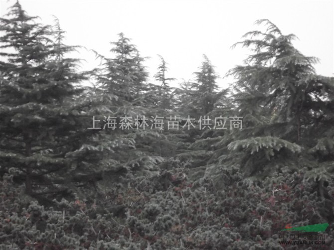 8米的雪松
