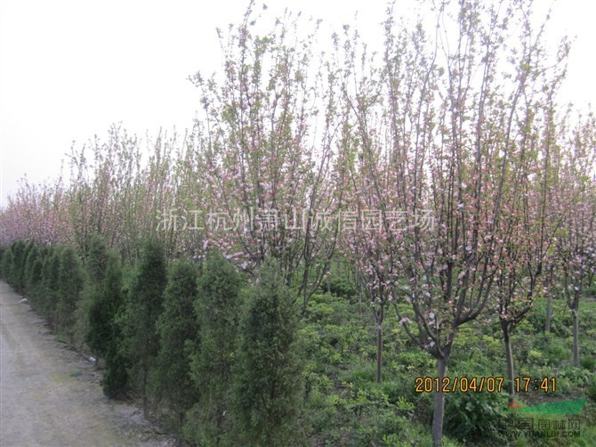 西府海棠，紫薇、海棠、夹竹桃、木芙蓉、紫荆、花石榴、花桃、木