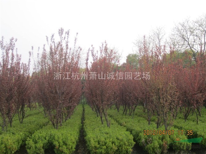 红叶李，红枫，红梅，西府海棠。垂丝海棠，紫薇，晚樱，早樱，