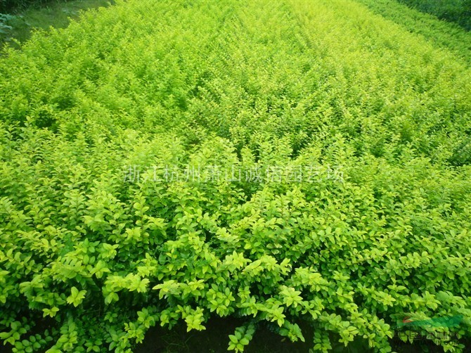 金叶女贞，细叶芒、芦苇、旱伞草、水生鸢尾、西伯利亚鸢尾、荷花