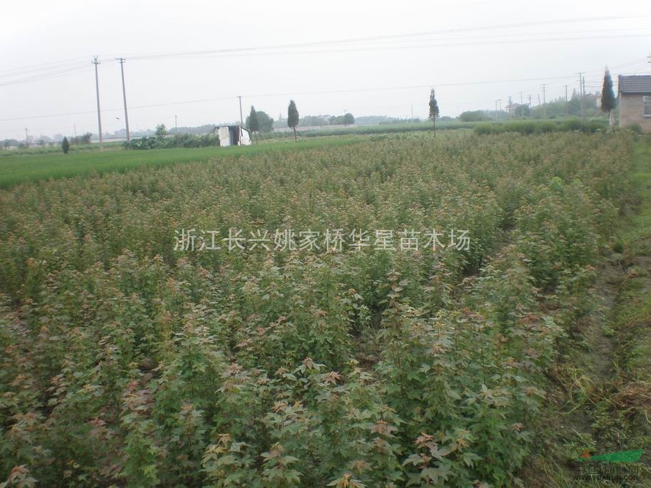 浙江湖州長興縣低價(jià)供應(yīng)批發(fā)三角楓小苗價(jià)格低廉