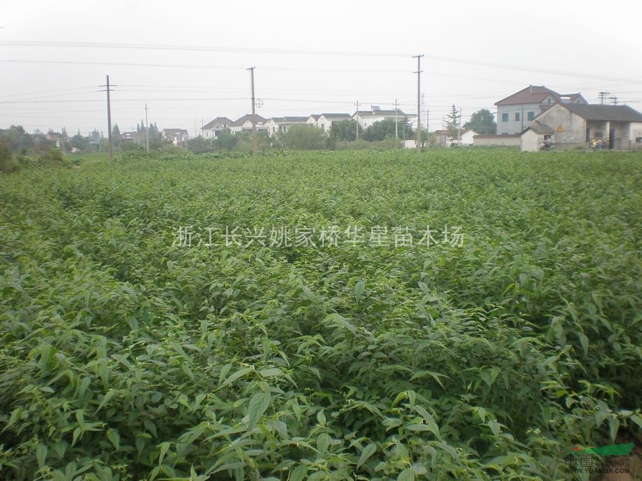 浙江湖州長興縣低價供應批發(fā)樸樹 樸樹價格低廉