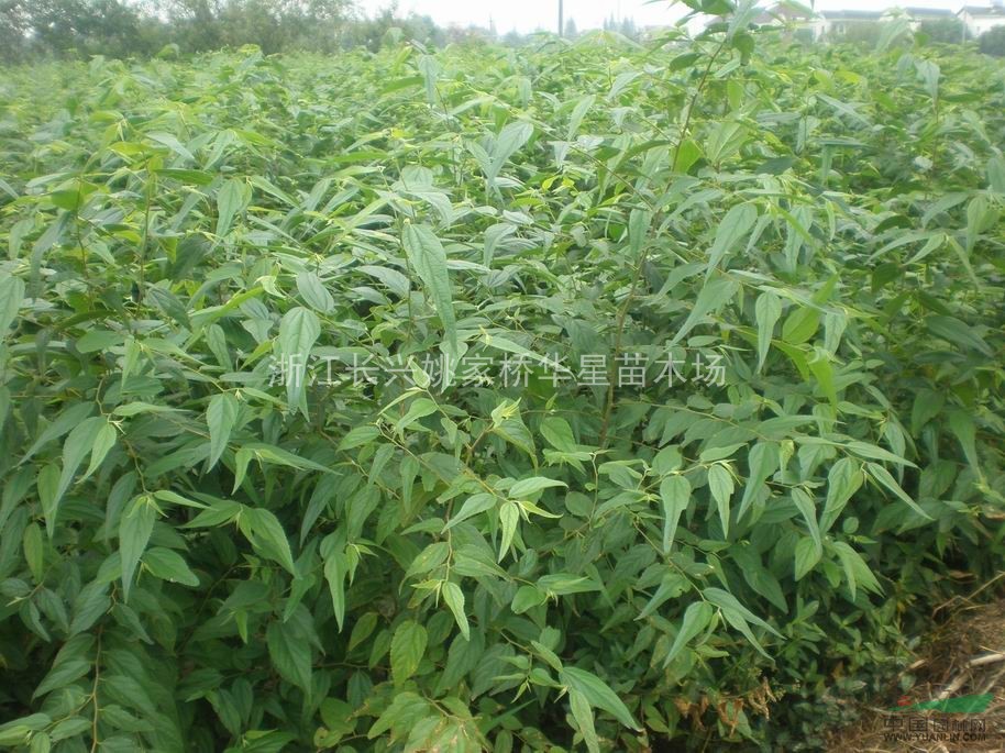 浙江湖州長興縣低價供應批發(fā)樸樹 樸樹價格低廉