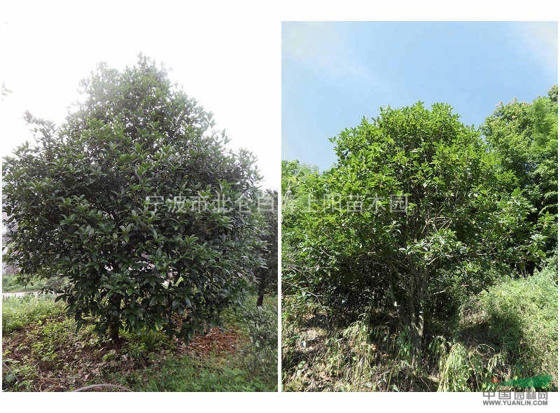 優(yōu)惠供應(yīng)八月桂四季桂花