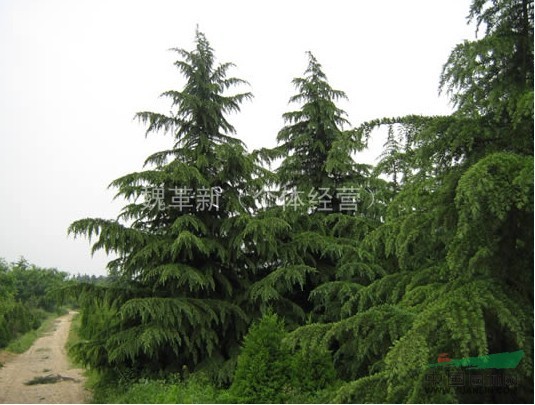 南京新榮苗圃低價供應批發(fā)雪松質量好 南京雪松價格低廉