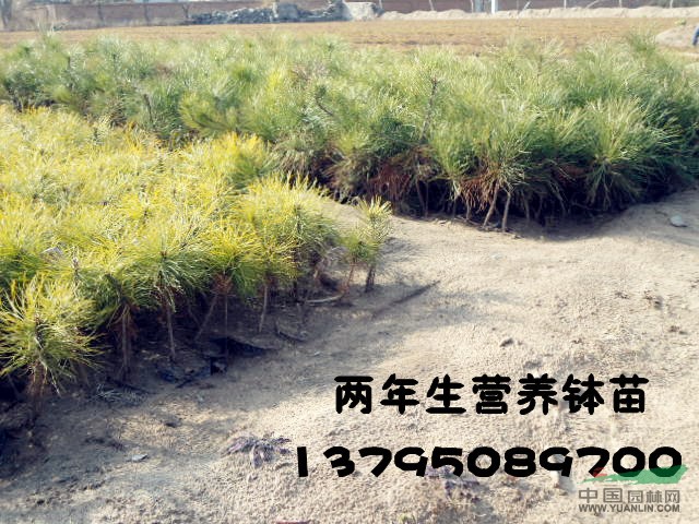 遼寧地區(qū)供應樟子松