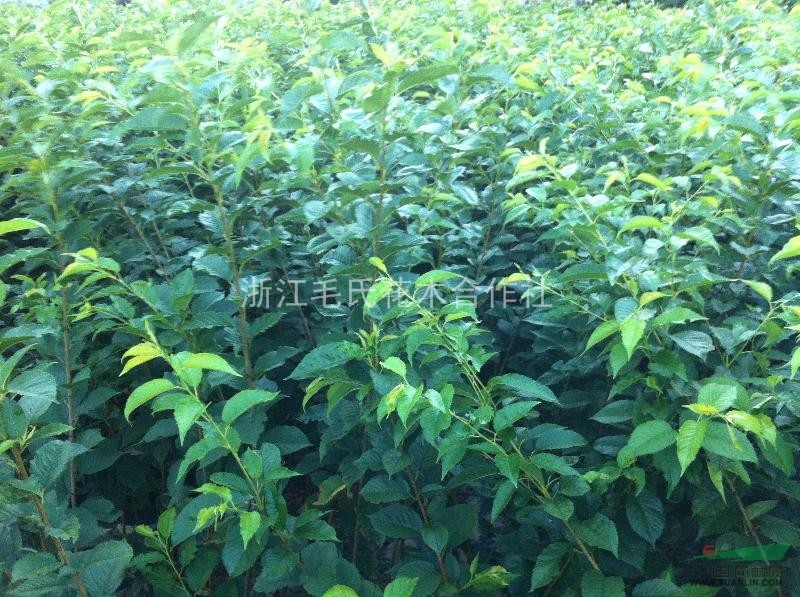 櫻花小苗