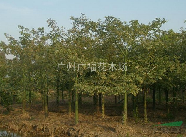 木棉