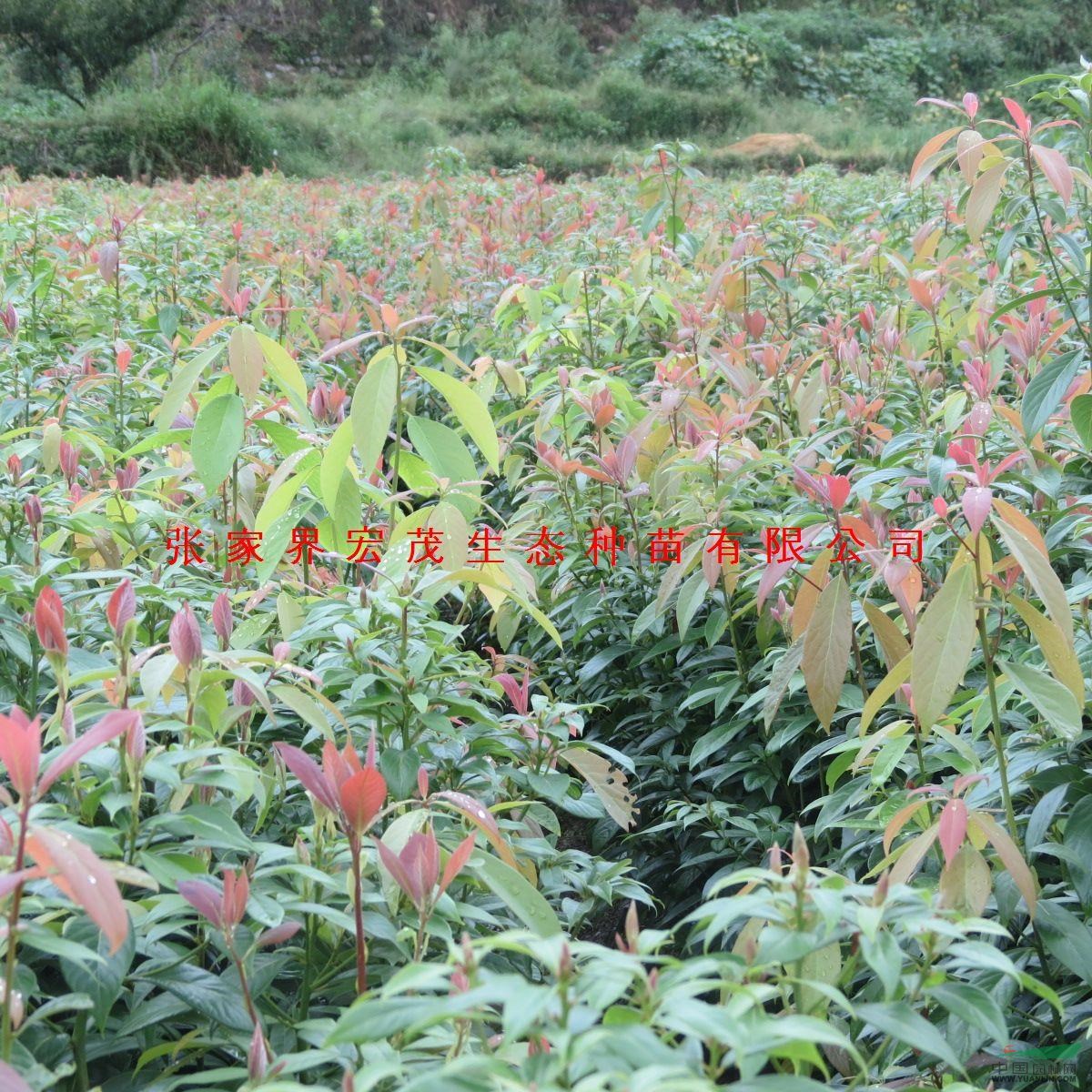 楠木苗（一年生苗）、張家界宏茂生態(tài)種苗有限公司