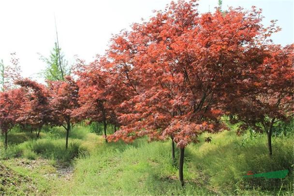 紅楓