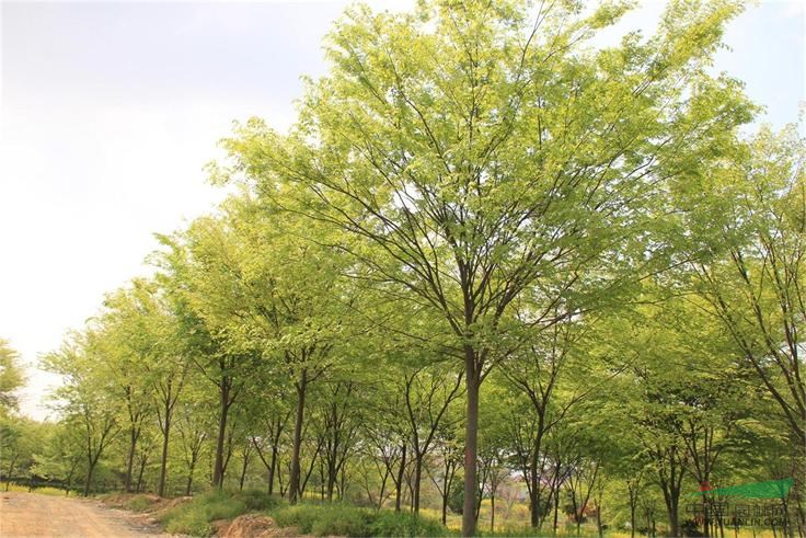 櫸樹