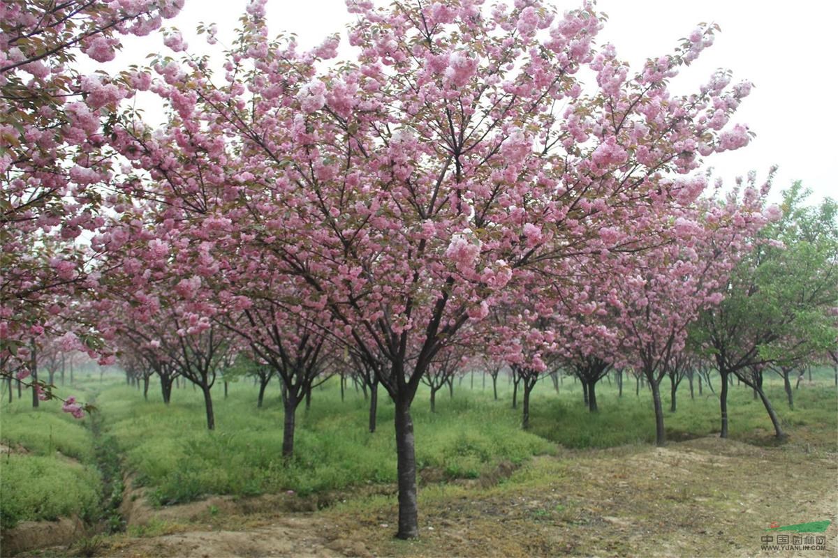 三葉園林 櫻花