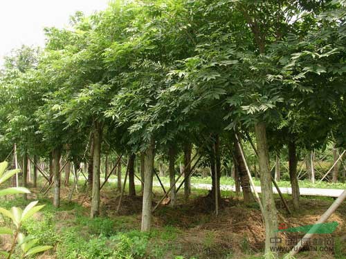 綠化苗木樸樹價格