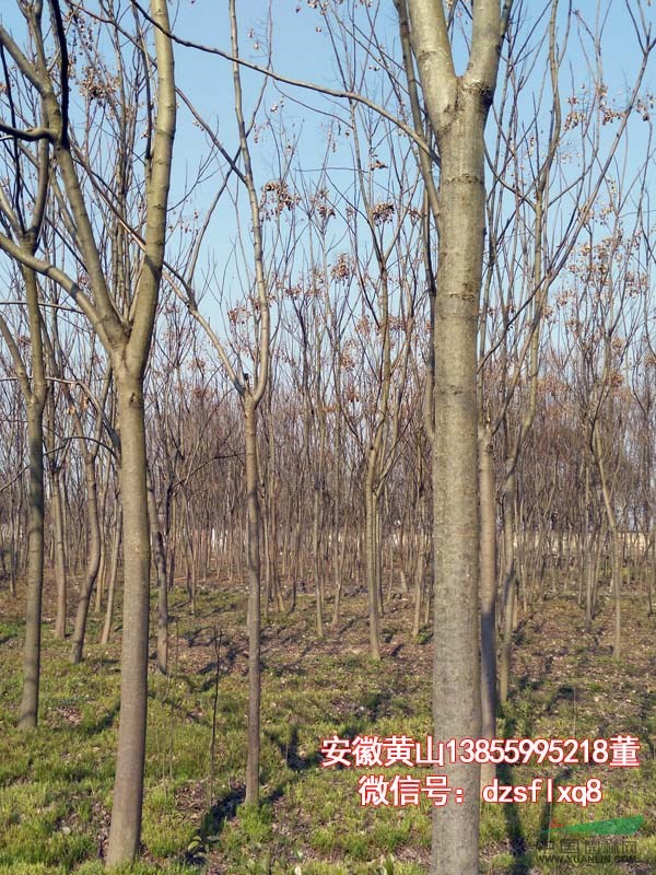 黄山栾树 灯笼树 南栾（米3-12cm）安徽黄山 苗圃货源