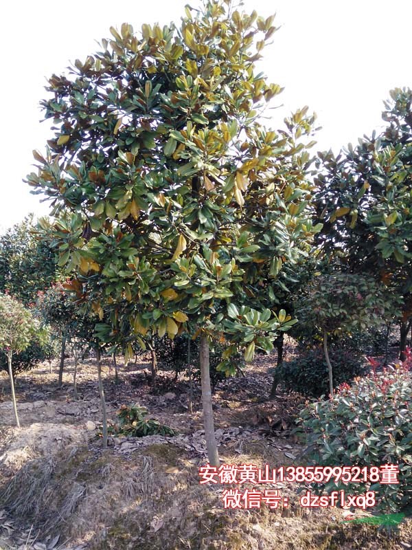 广玉兰  洋玉兰（米4-38cm）安徽黄山 苗圃货源