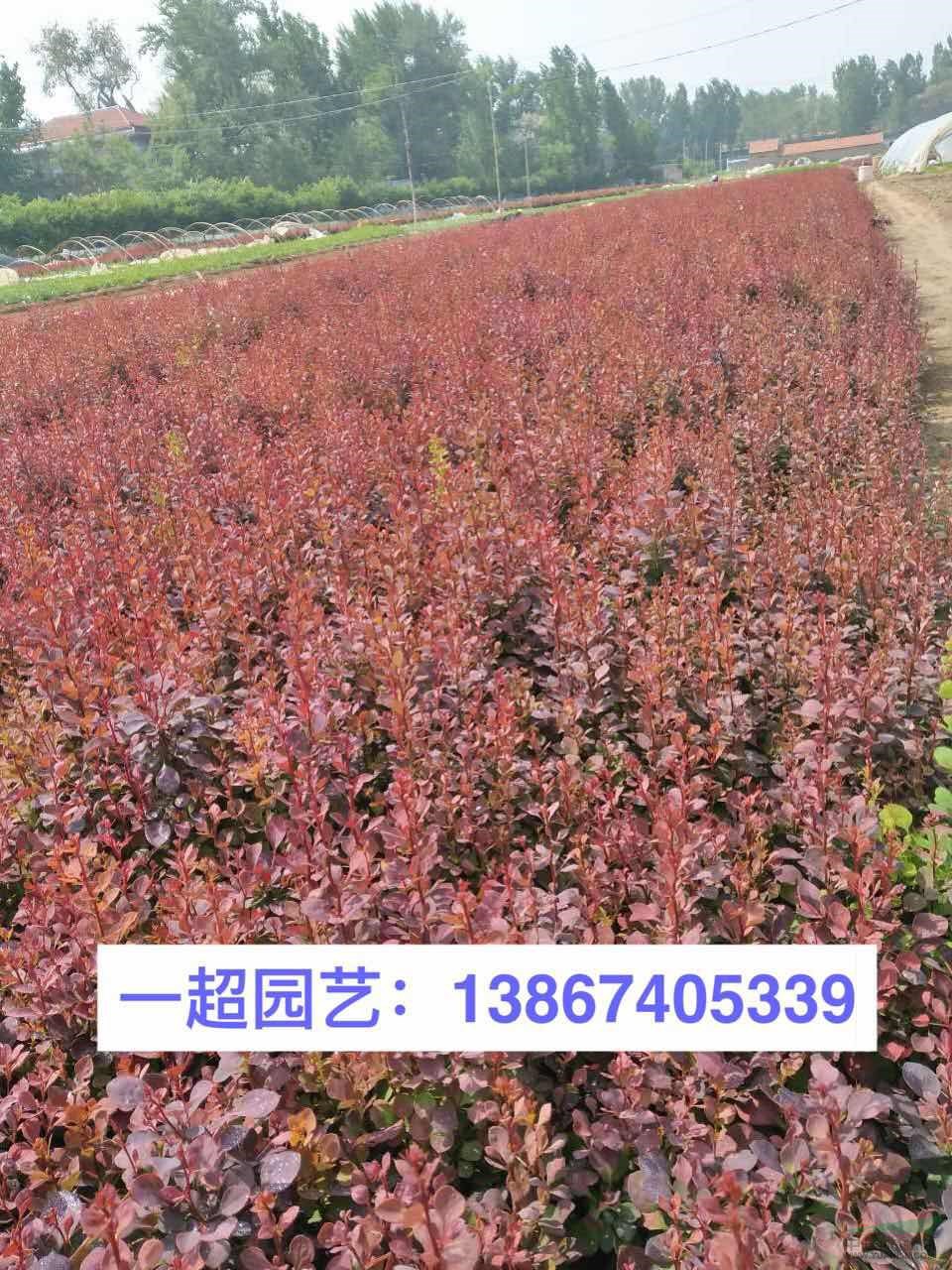 红叶小檗 紫叶小檗 红叶小檗基地 