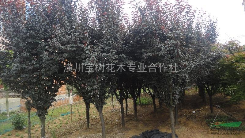 優(yōu)質(zhì)紫葉李