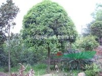 八月桂