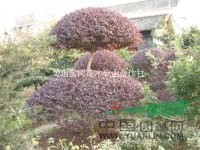 紅花繼木（球）