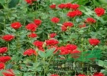 月季花